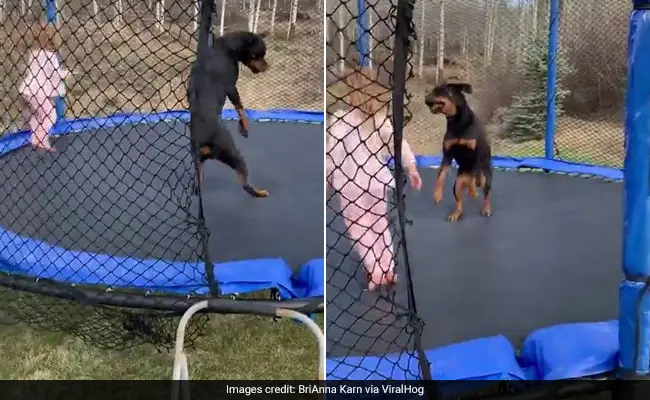Can Dogs Go on a Trampoline