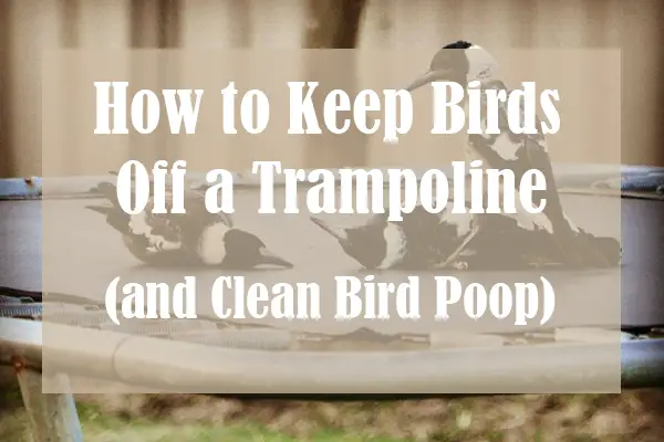 How to Keep Birds Away from Trampoline