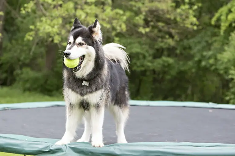 How to Keep Dog Away from Trampoline
